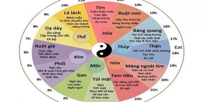 Ngủ đúng giờ cơ quan nội tạng